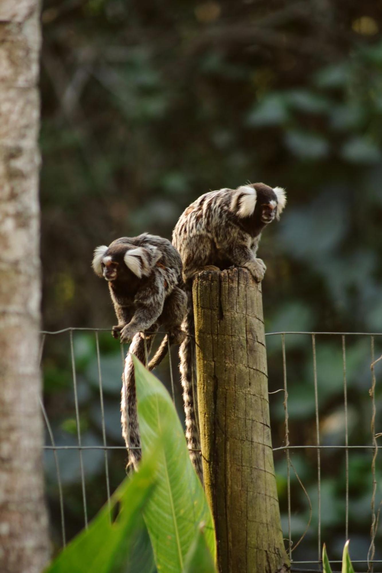 Pousada Recanto Jota Ge Paraty Bagian luar foto